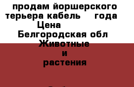 продам йоршерского терьера.кабель.2.5года  › Цена ­ 5 000 - Белгородская обл. Животные и растения » Собаки   . Белгородская обл.